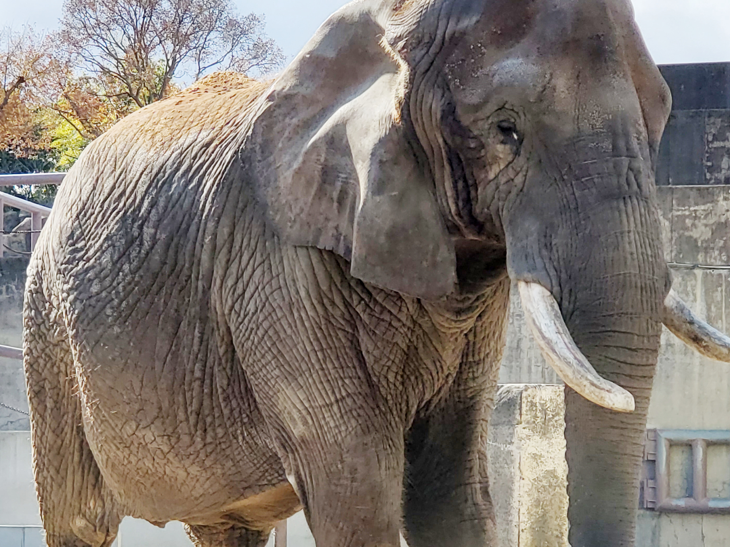 Elephant