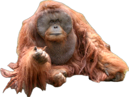 Orang Utan