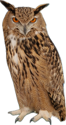 owl