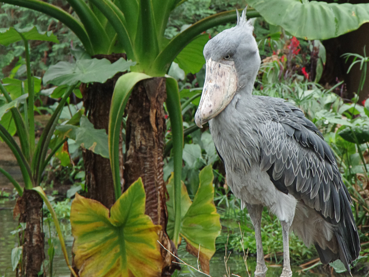 Shoebill