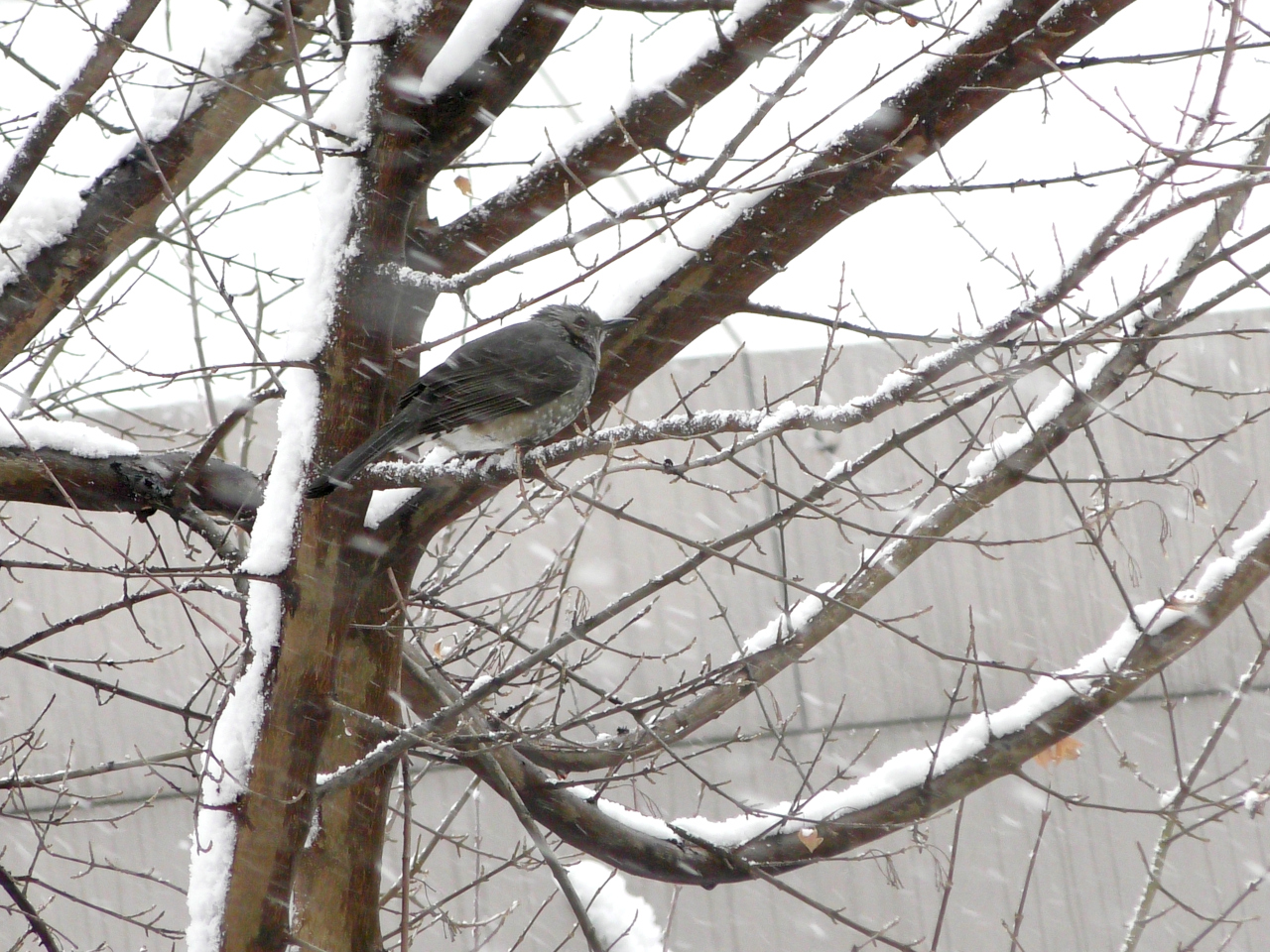 A Winter Bird